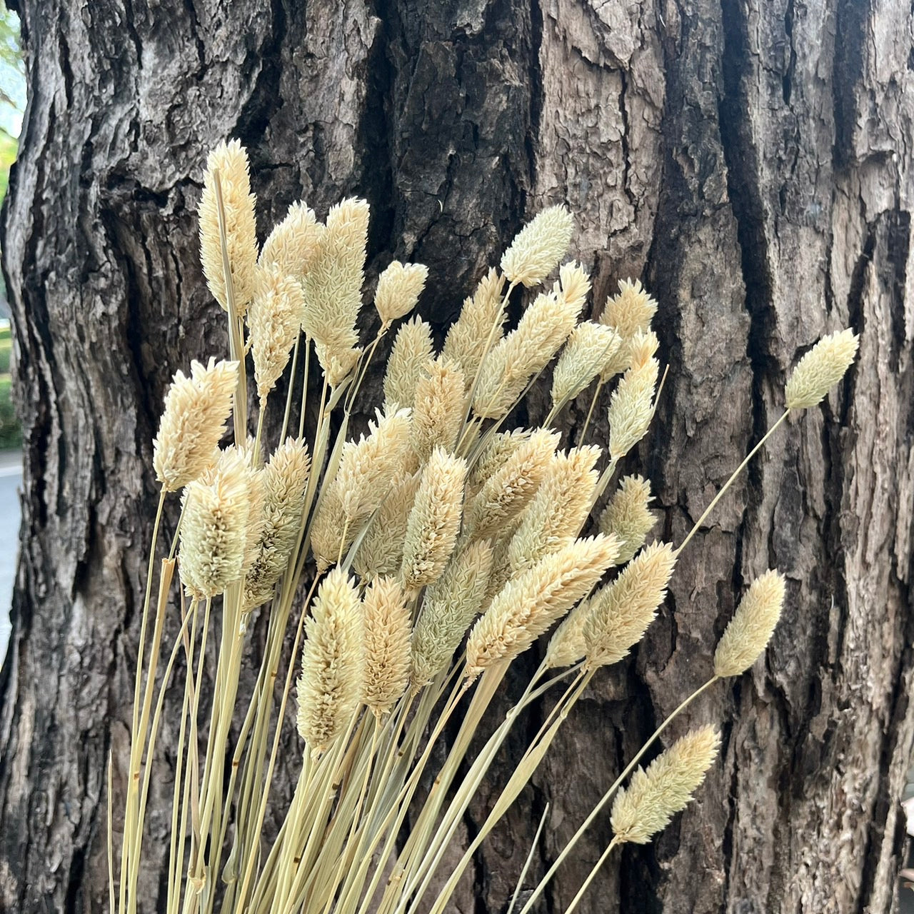 ✿ 台灣現貨 ✿  DA002加那利 小份量 寶石草 佳那利 加納利 小穗花