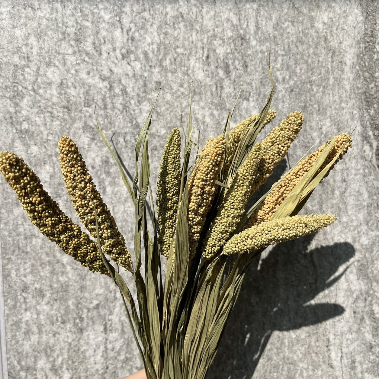 【台灣現貨】PA010米穗 粟米穗 小米穗 紅米穗 黃米穗 原裝/小份 居家裝飾花材 手作花材 花藝設計 居家佈置