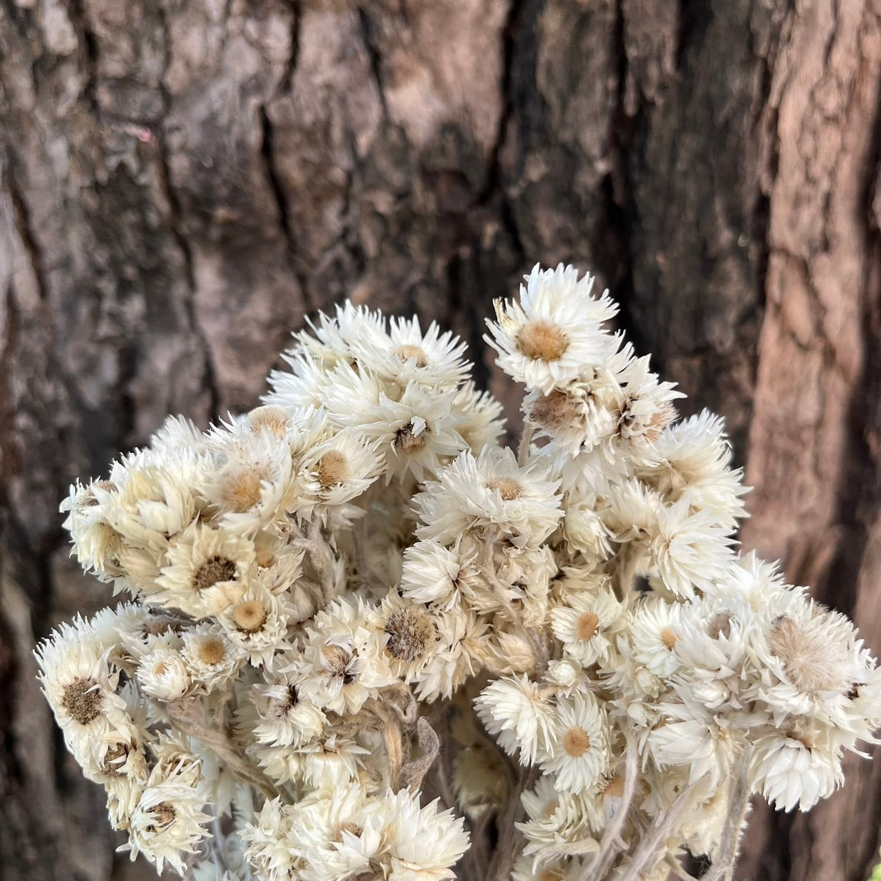 【台灣現貨】DA019岩石花 乾燥花 獨家款 卡片素材 擴香石花材 胸花 捧花 盆花 玻璃盅 點綴