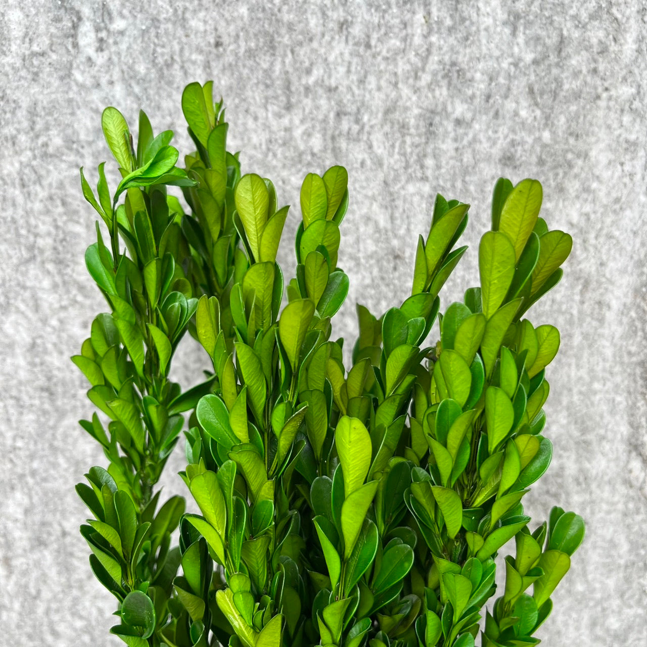 【台灣現貨】PL027小葉黃楊 黃楊葉 金柳 原裝/小份 聖誕花圈 交換禮物 花冠 聖誕節花材 DIY材料