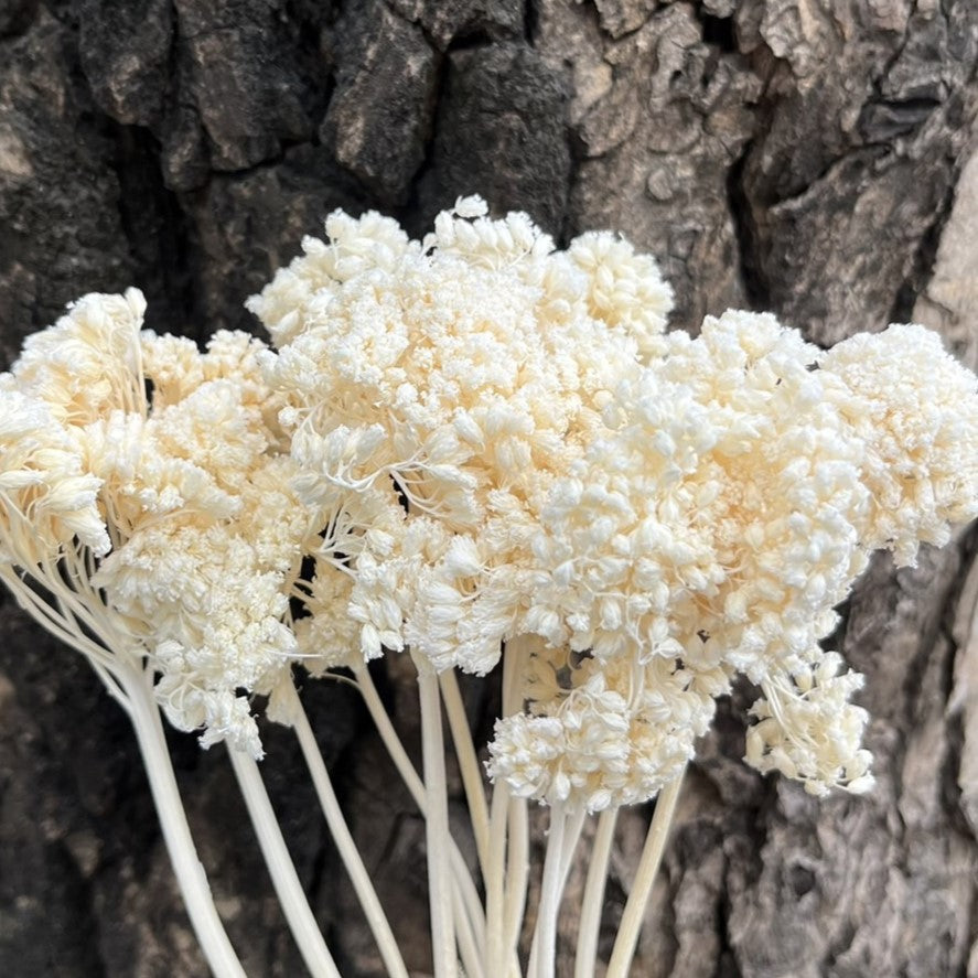 ✿ 台灣現貨 ✿ PA024s 大香菊 小包(副本)