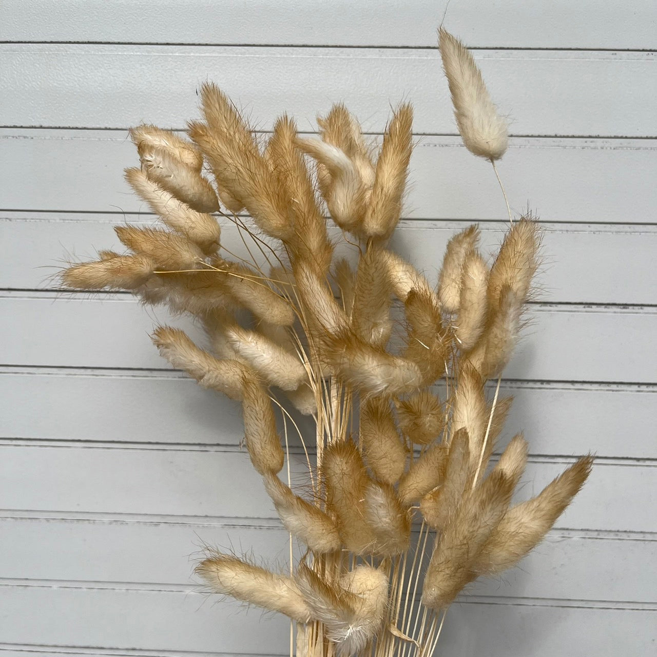 ✿ 台灣現貨 ✿ DA001s兔尾草 10支