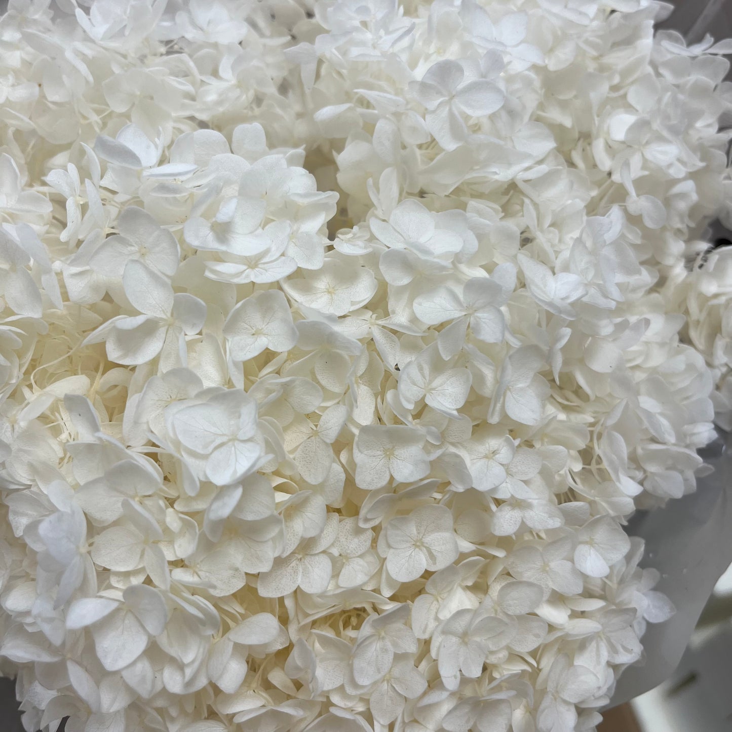 ✿ 台灣現貨 ✿ PF005-S 安娜繡球(約10克）盒裝 繡球 紫陽花