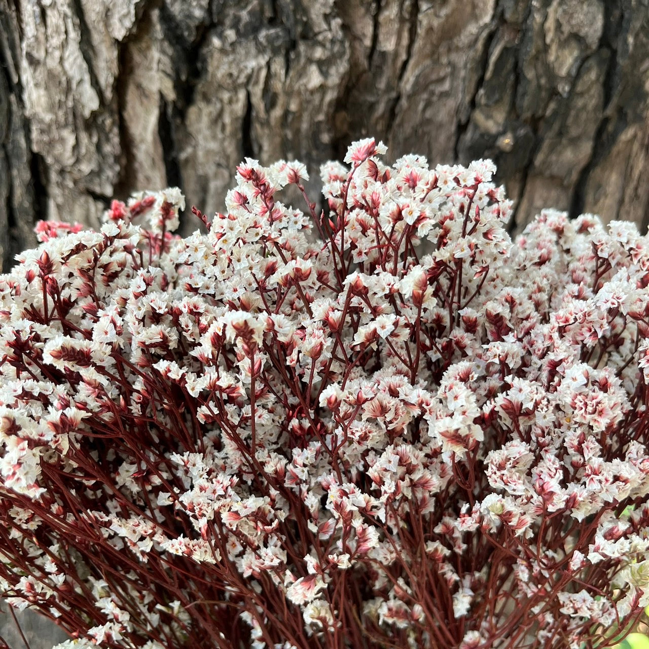 【台灣現貨】PF008水晶花 水晶草 原裝/小份量 滿5把送隨機贈品 居家裝飾花材 手作 花藝設計 居家佈置 攝影