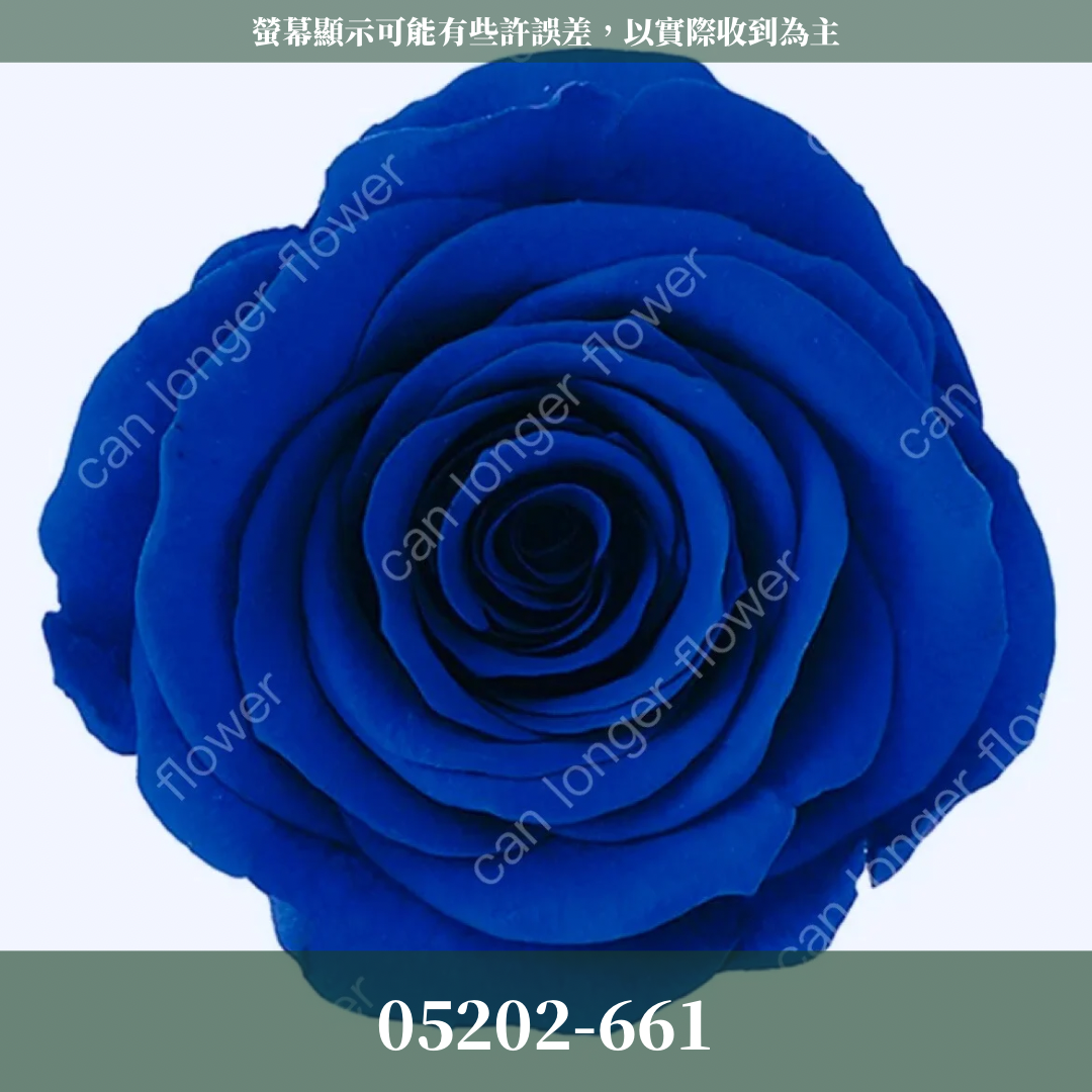 05202 大玫瑰