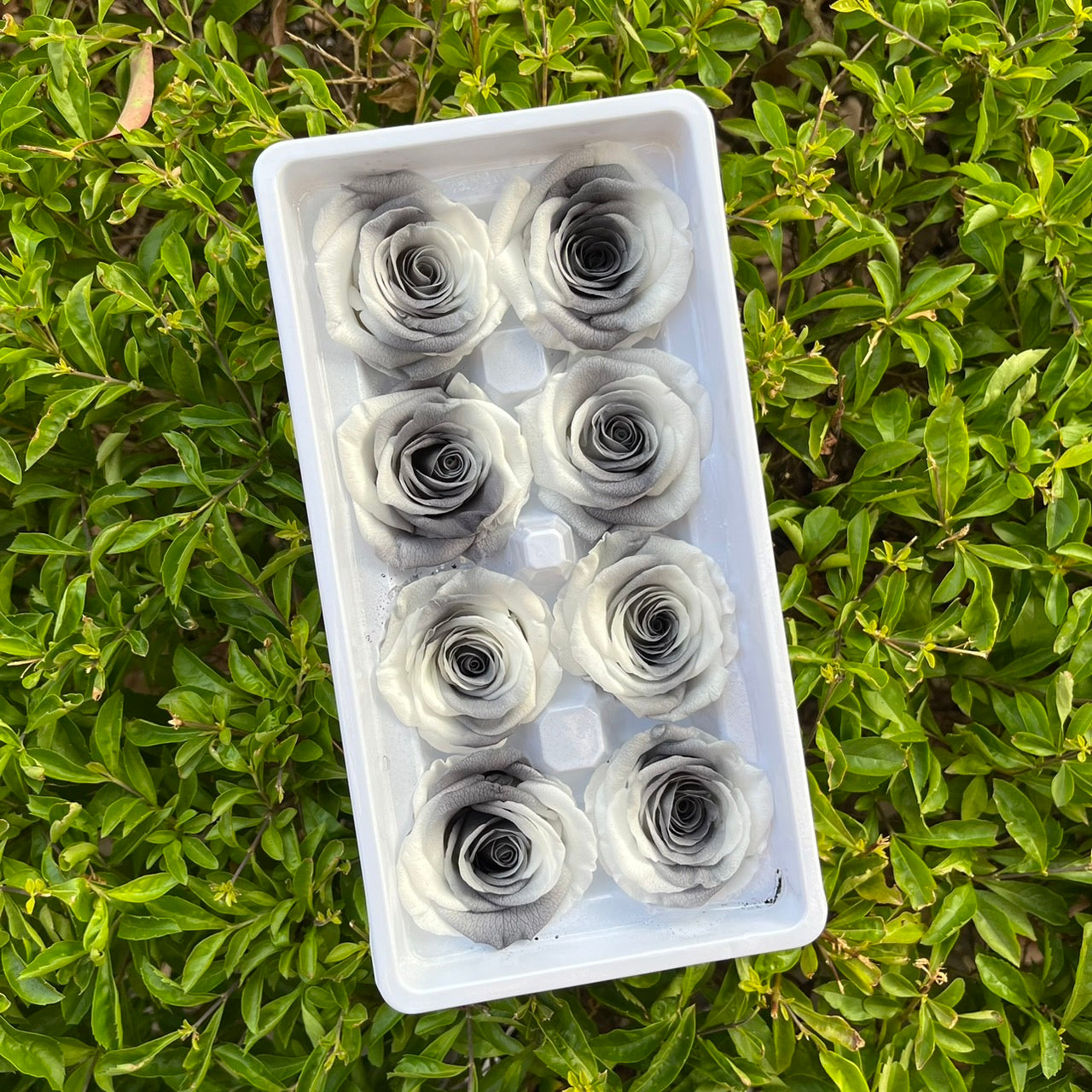 ✿ 台灣現貨 ✿ R08 永生玫瑰 4-5cm 原裝 8朵裝 永生花