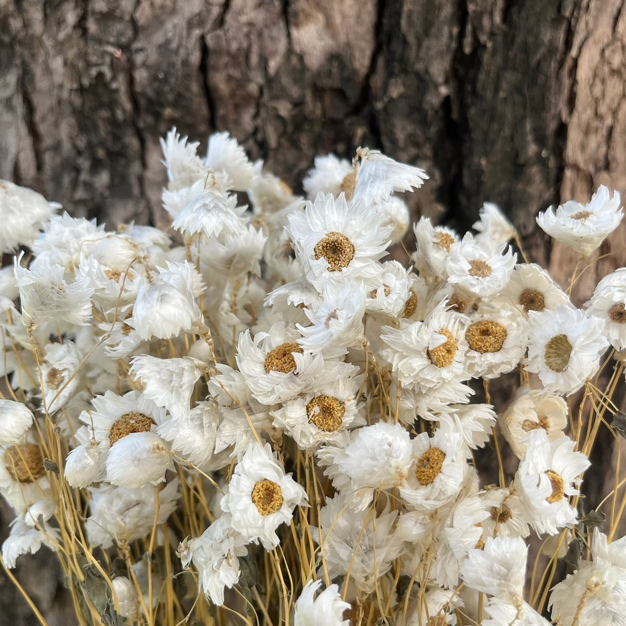 【台灣現貨】DA018羅丹斯 小雛菊 魯丹鳥 乾燥 原裝/小份量 點綴花材 菊花 花束 室內裝飾 DIY