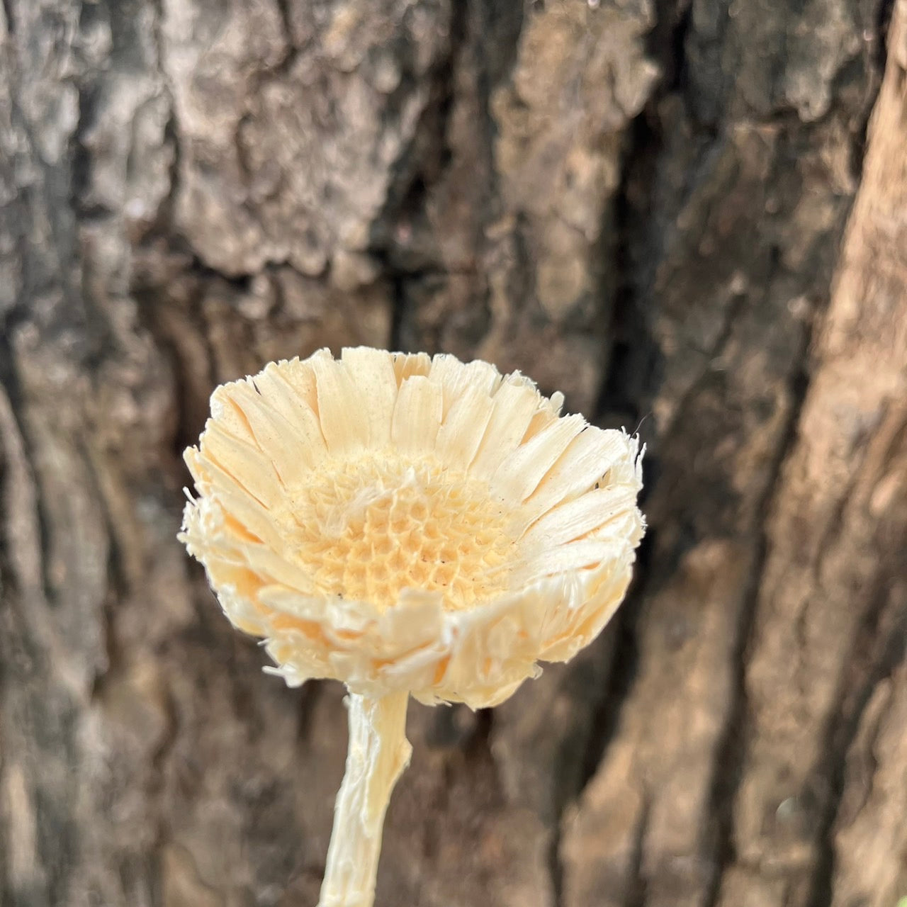 【台灣現貨】DF015非洲太陽 非洲太陽菊 原裝/小份量 乾燥主花 不凋乾燥花圈 乾燥花素材 居家裝飾花材 花藝設計