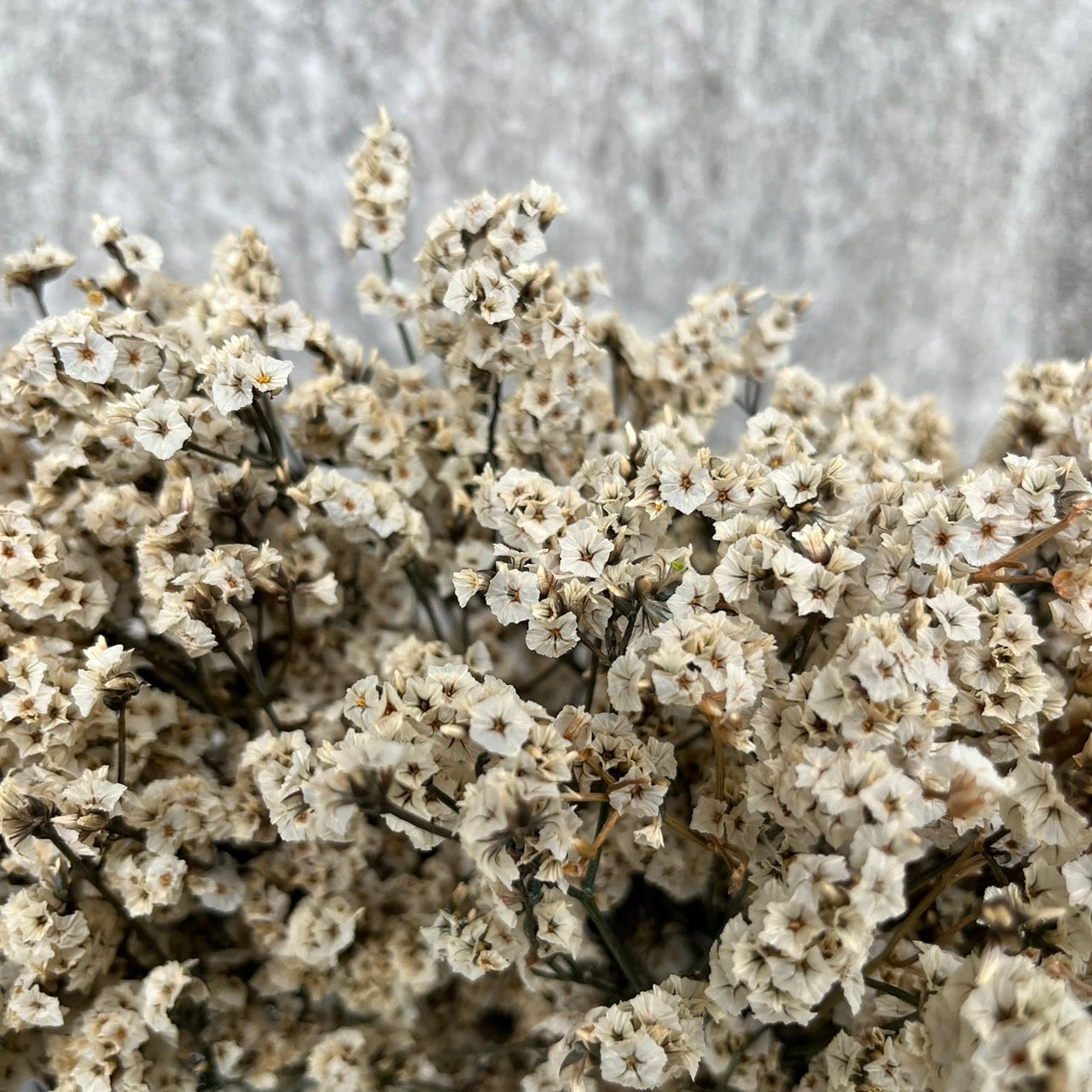 【台灣現貨】PF008水晶花 水晶草 原裝/小份量 滿5把送隨機贈品 居家裝飾花材 手作 花藝設計 居家佈置 攝影