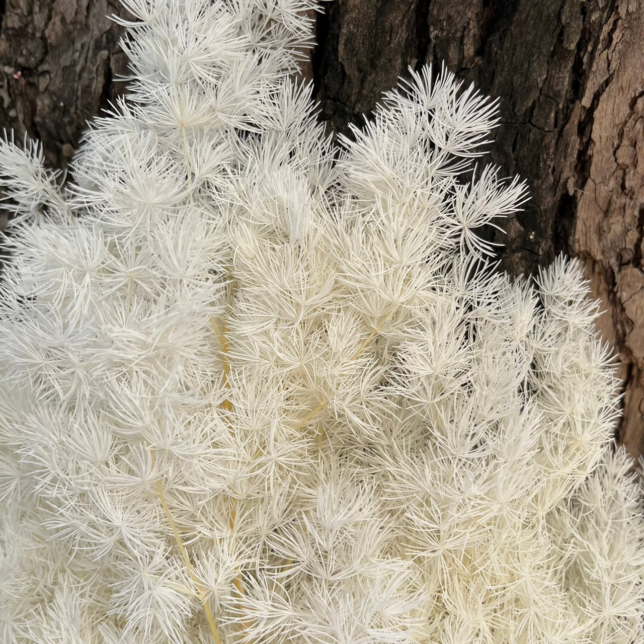 【台灣現貨】PF006蓬萊松 雪松 繡球松 水松 松葉文竹 經濟包 聖誕節 佈置 滿5把送隨機贈品 網紅拍攝