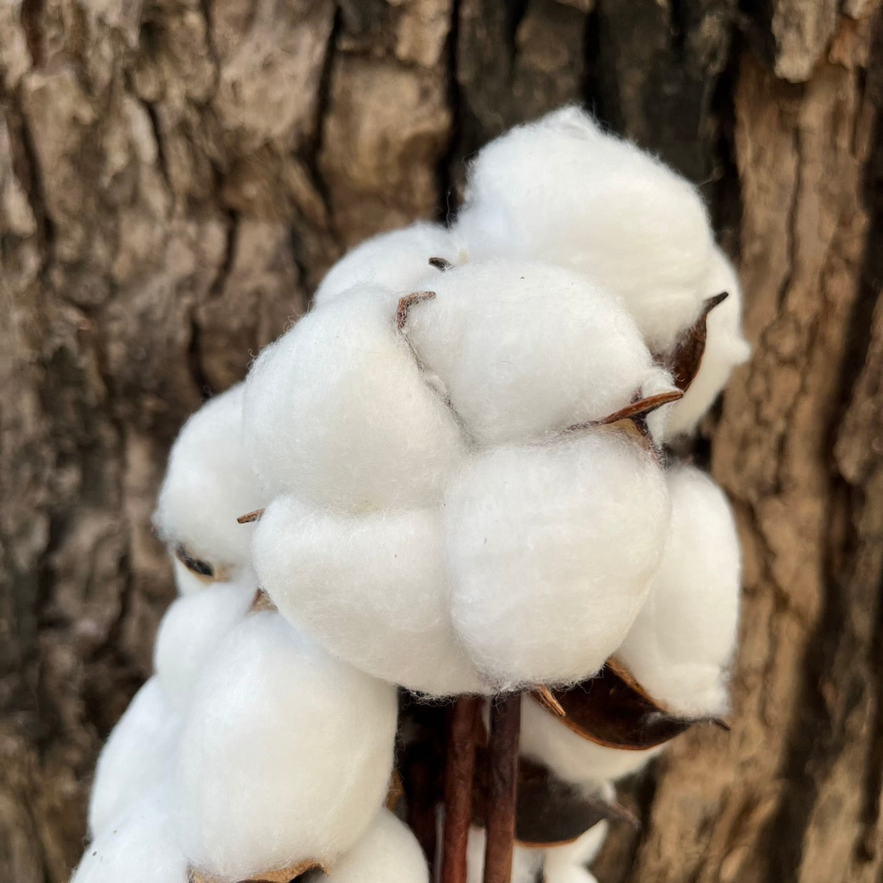 ✿ 台灣現貨 ✿ SH00棉花 小份量 單朵 手工花