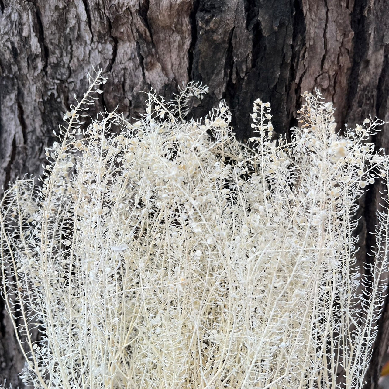 【台灣現貨】PA060小翠扇 水燈草 珍珠草 永生 原裝/小份 浮游花 批發 花材 DIY 手作 花藝設計