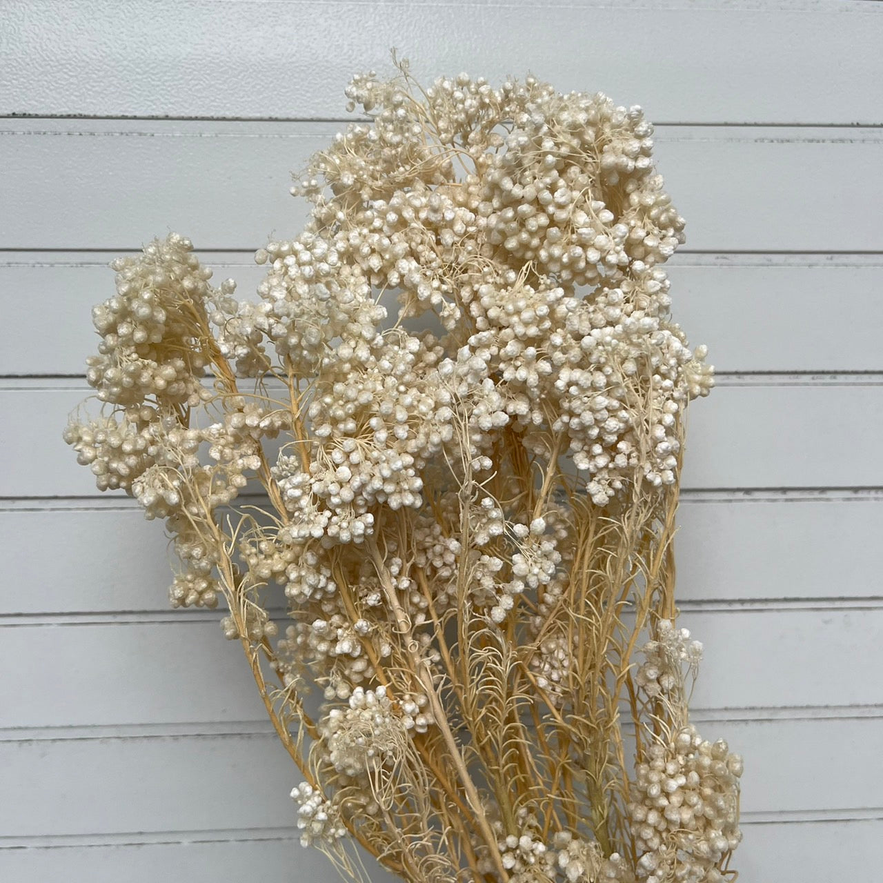 【台灣現貨】PA004米香 水稻花 小米花 永生 花瓶插花保鮮花 拍攝拍照背景 婚禮小物 居家佈置