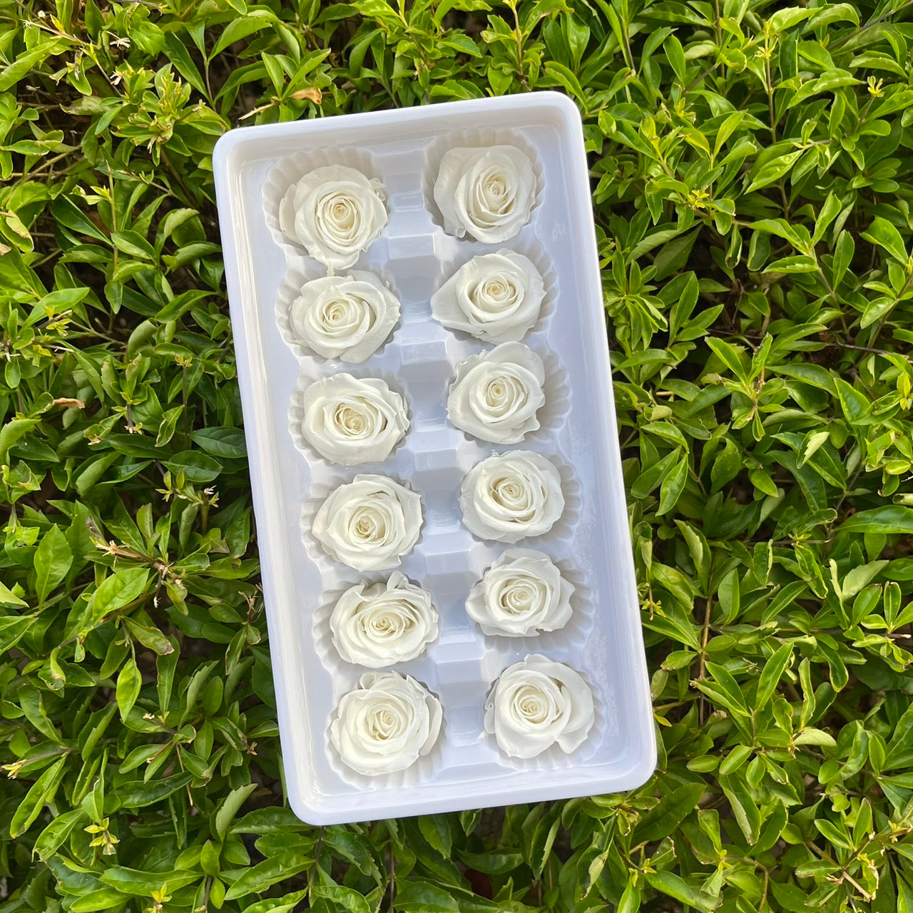R12 十二輪玫瑰