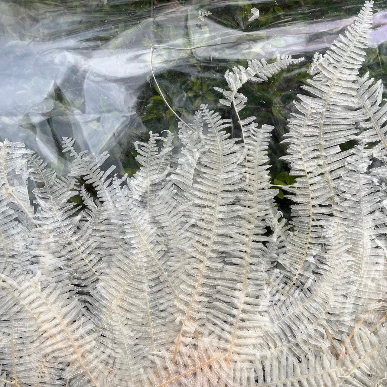 【台灣現貨】dl019/pl019芒萁 蕨葉 姬蕨葉 碗蕨 高山羊齒 原裝/小份 花盅配件 手作花材 捧花 捧花花材
