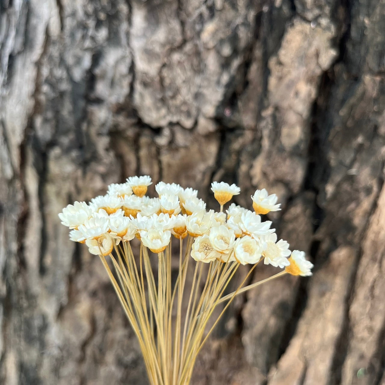 【台灣現貨】DA023小星花 巴西小星花 小雛菊 繁星花 乾燥 原裝/小份量 點綴花材 花束 室內裝飾 DIY