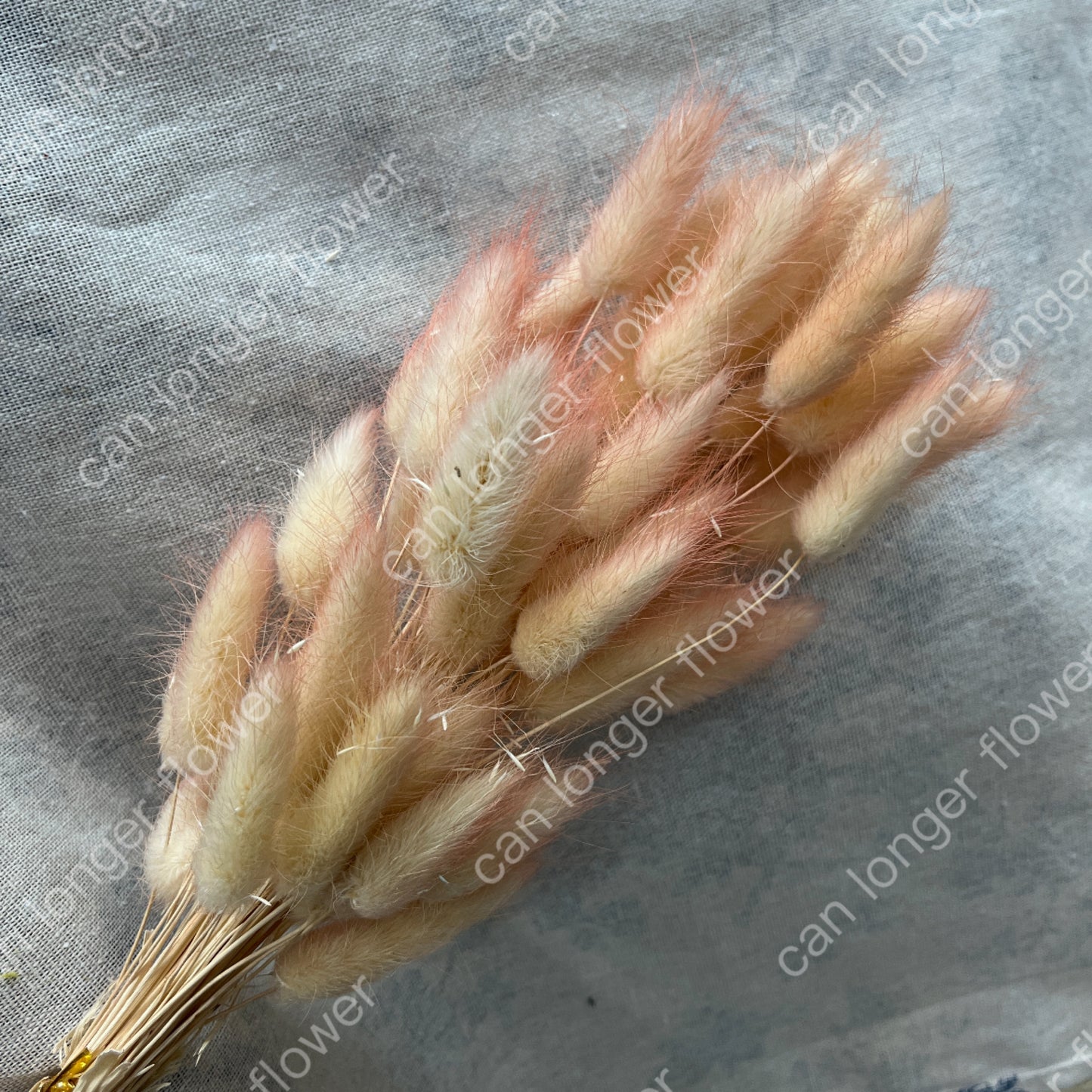 ✿ 台灣現貨 ✿ DA001 兔尾草 原裝約50-60支