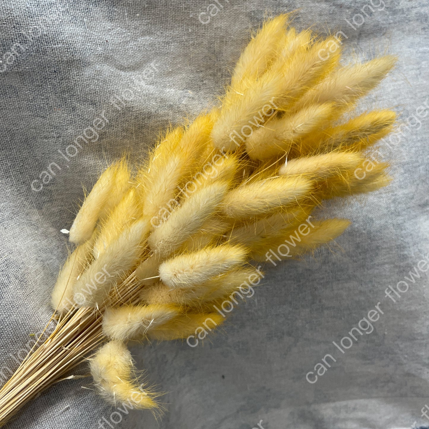 ✿ 台灣現貨 ✿ DA001 兔尾草 原裝約50-60支