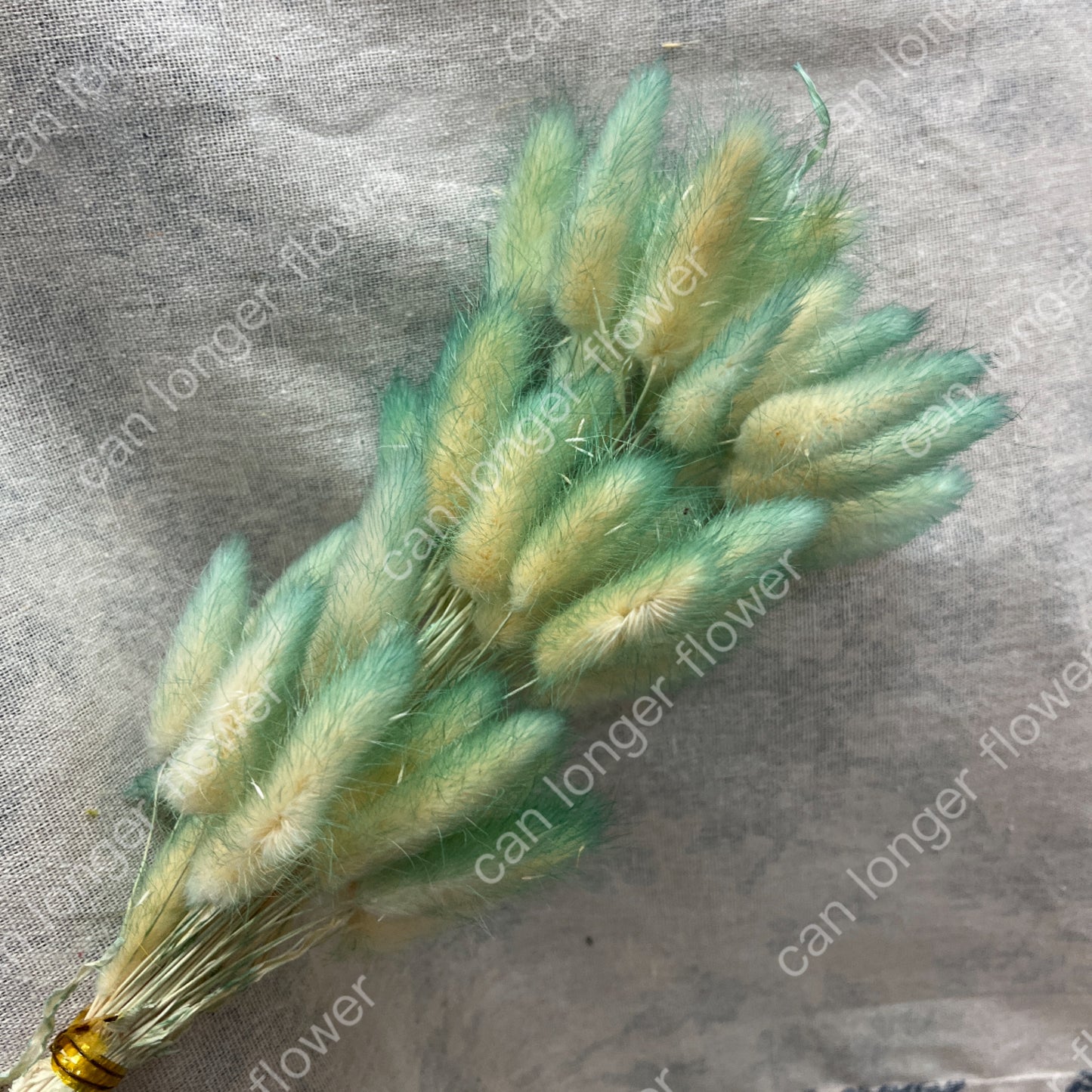 ✿ 台灣現貨 ✿ DA001 兔尾草 原裝約50-60支