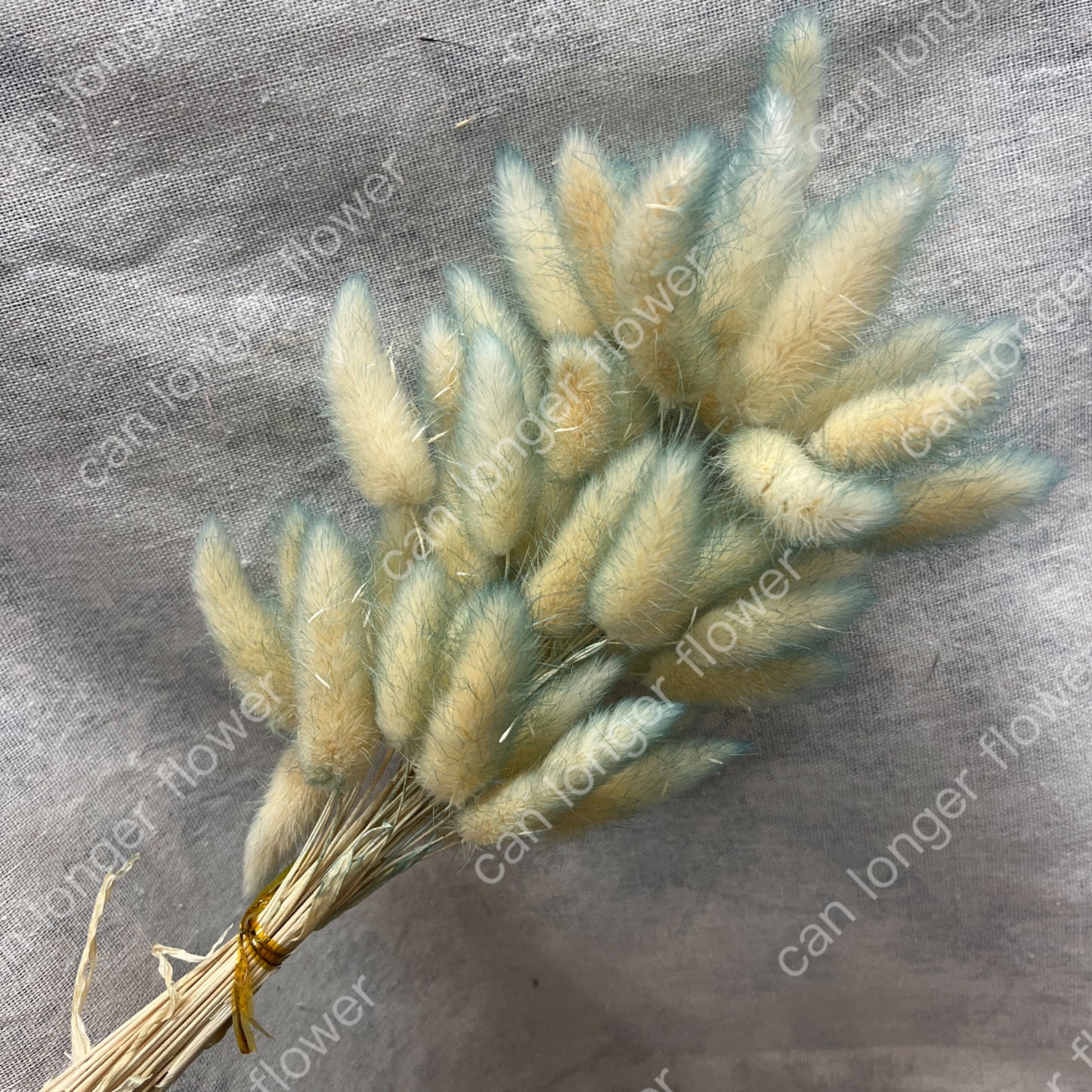 ✿ 台灣現貨 ✿ DA001 兔尾草 原裝約50-60支