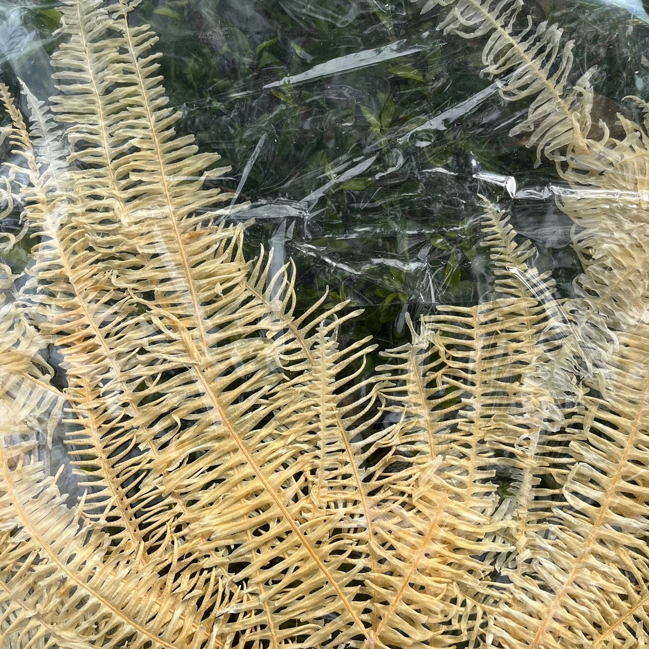 ✿ 台灣現貨 ✿  dl019/pl019 芒萁 蕨葉 姬蕨葉 碗蕨 高山羊齒