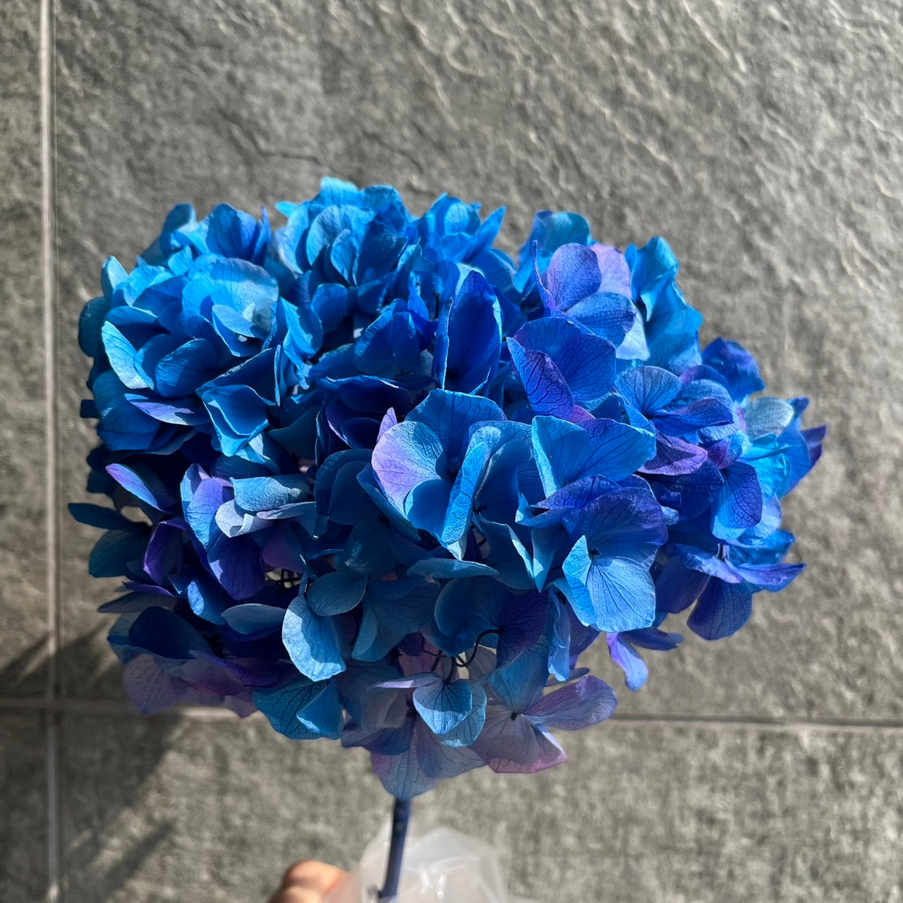 ✿ 台灣現貨 ✿ PF005BS大葉繡球(10克) 盒裝 紫陽花 夢幻漸變繡球 永生花 小份量 DIY花材 花藝