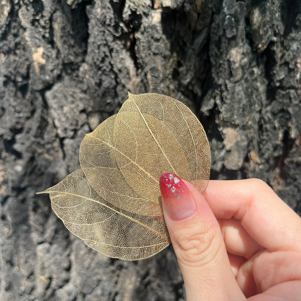 【台灣現貨DA052葉脈 骨架葉 永生葉材 葉片 橡栗葉 橡葉 貝克斯葉 腐蝕葉 DIY批發 手作花材 室內居家裝