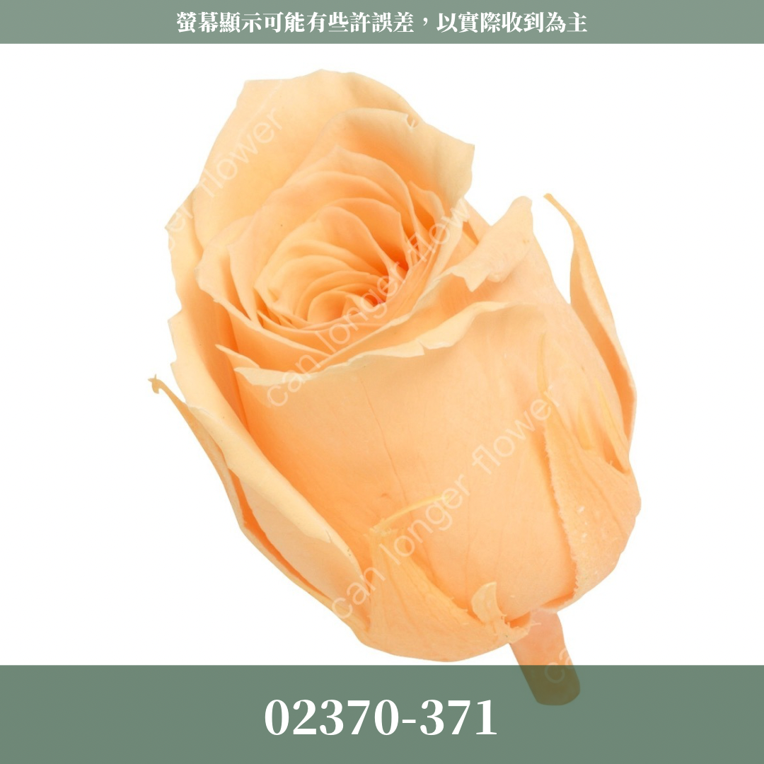 02370 日本迷你玫瑰