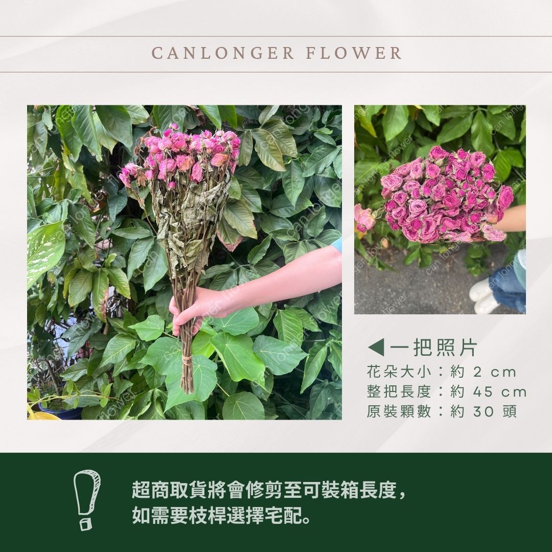 DF011 乾燥玫瑰 約30頭
