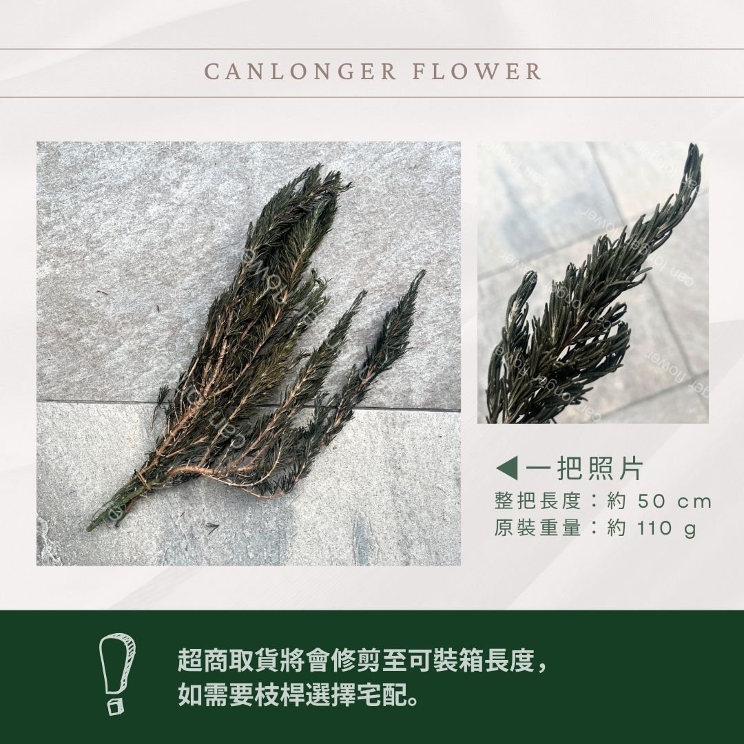 PL011 迷迭香 台灣現貨 香草植物