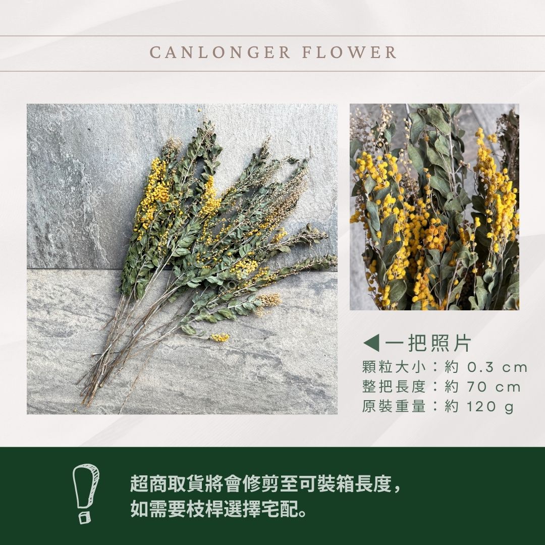 DA046 金合歡 台灣現貨