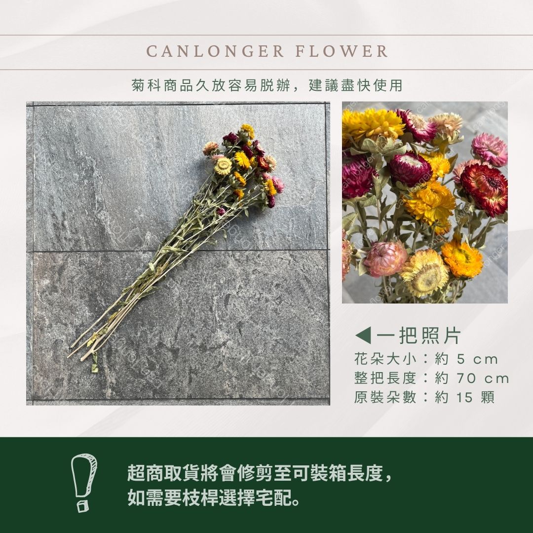 DA037 麥桿菊 原裝約15頭 台灣現貨