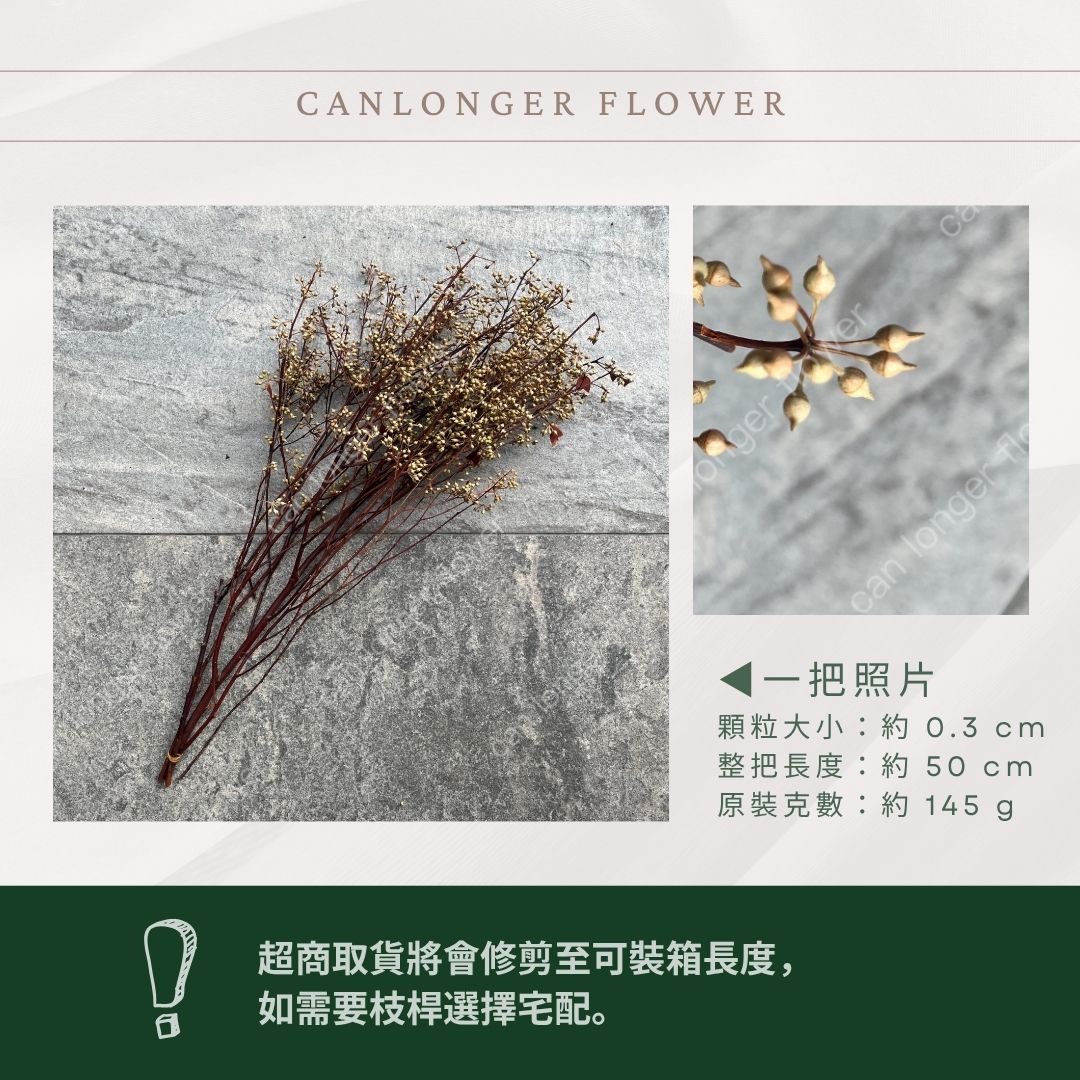 PS001 DS001 小米果 小米尤加利 約150克/包 尤加利果 桉樹果 台灣現貨