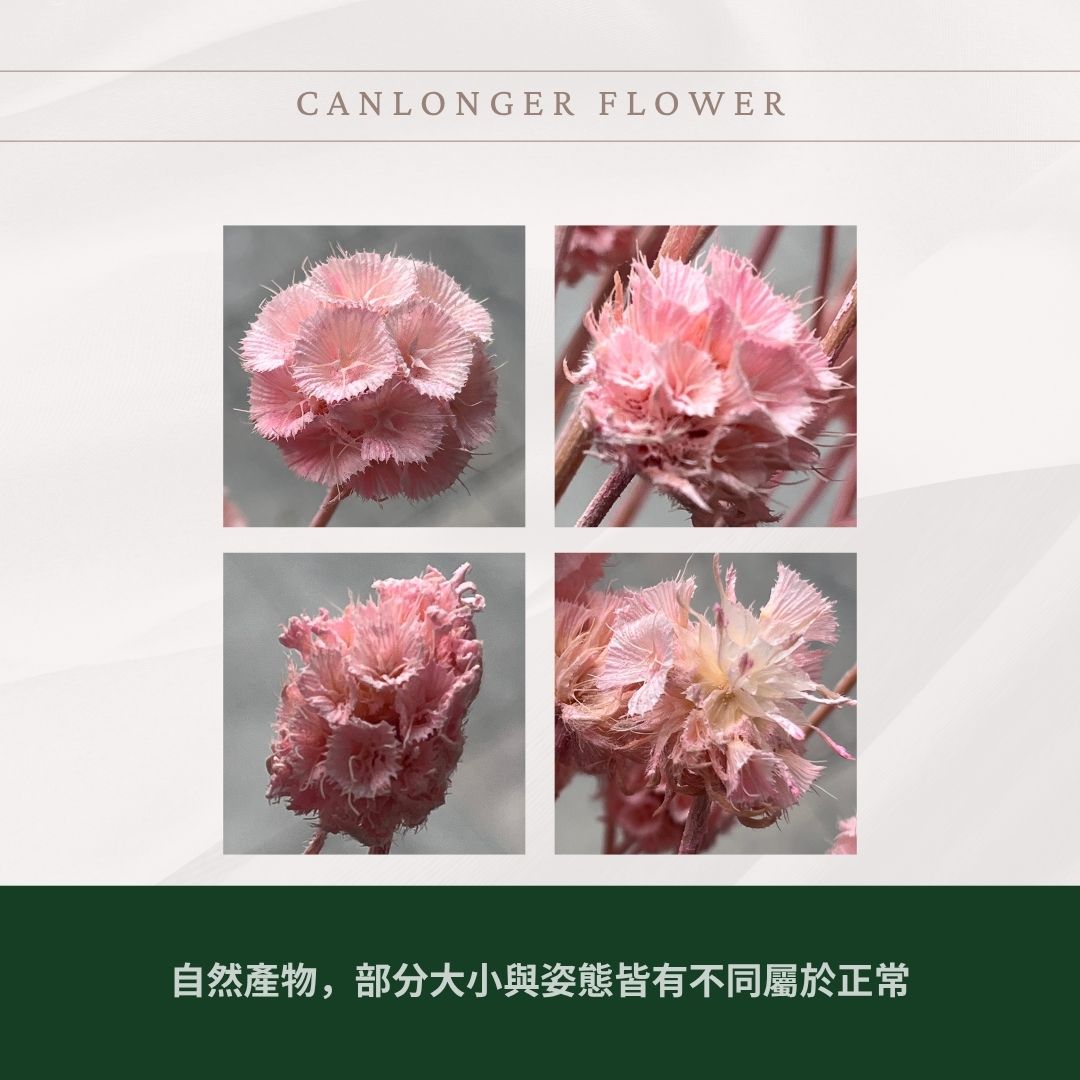 PA045 松蟲果 台灣現貨