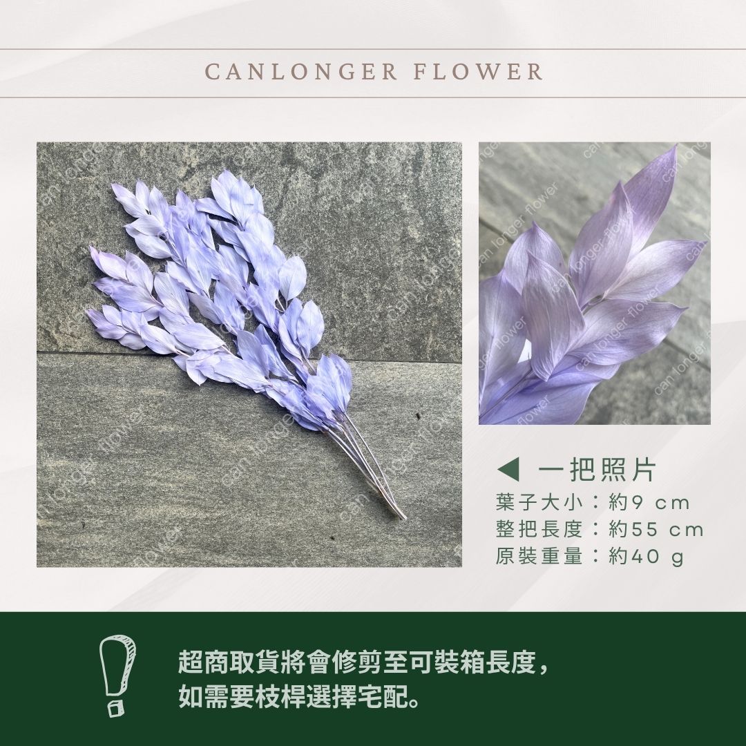 PL007 小玉竹葉 玉竹葉 桔葉 永生 原裝 台灣現貨