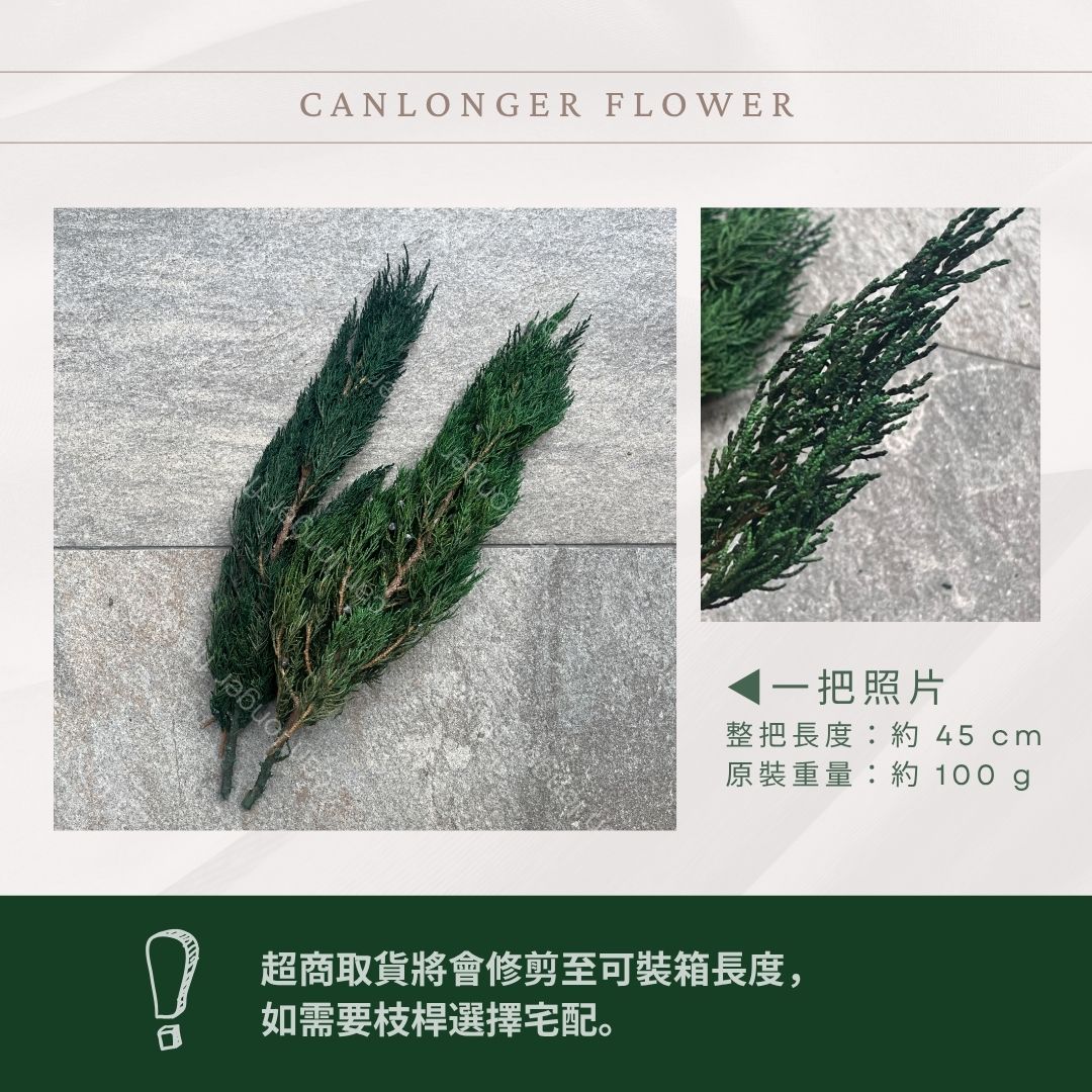 PL005 松柏 永生松柏 100克 台灣現貨