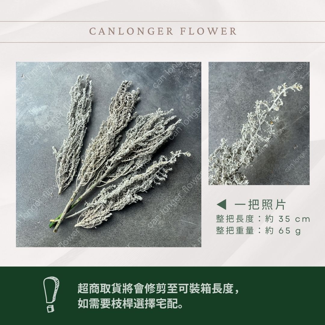 PA043 花材獨家-波波草 地膚 藜蘆