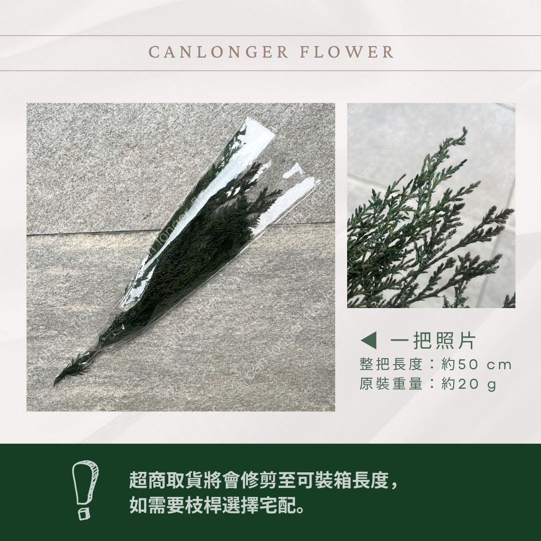 PL005S 松柏 (20g) 小份量 台灣現貨 小份花材