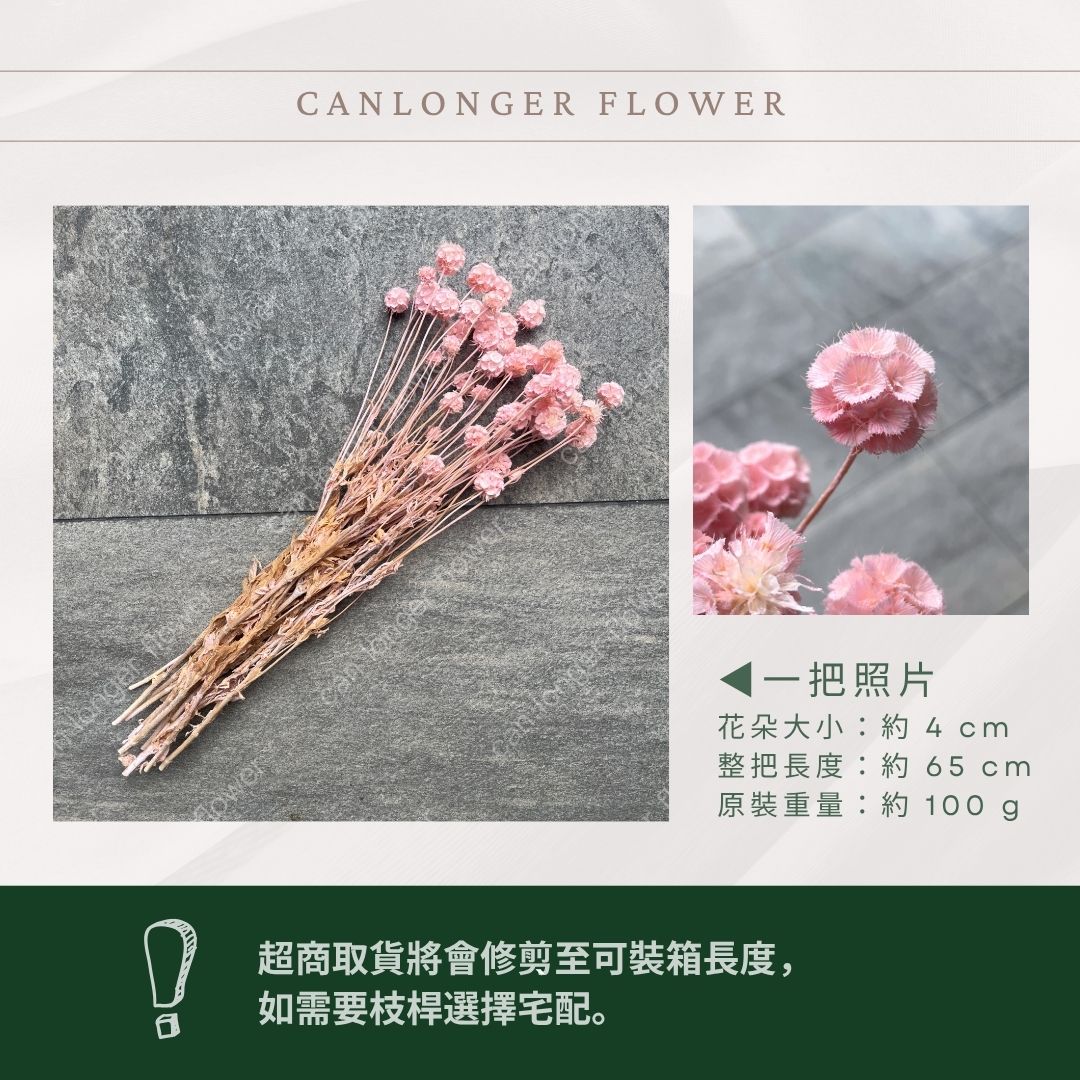 PA045 松蟲果 台灣現貨