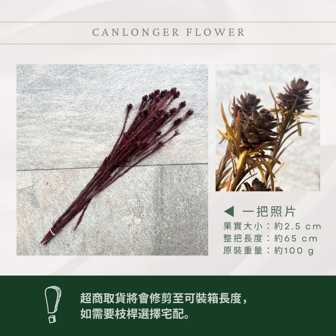 PA061 澳洲鬱金香 寶蓮 約100克 台灣現貨