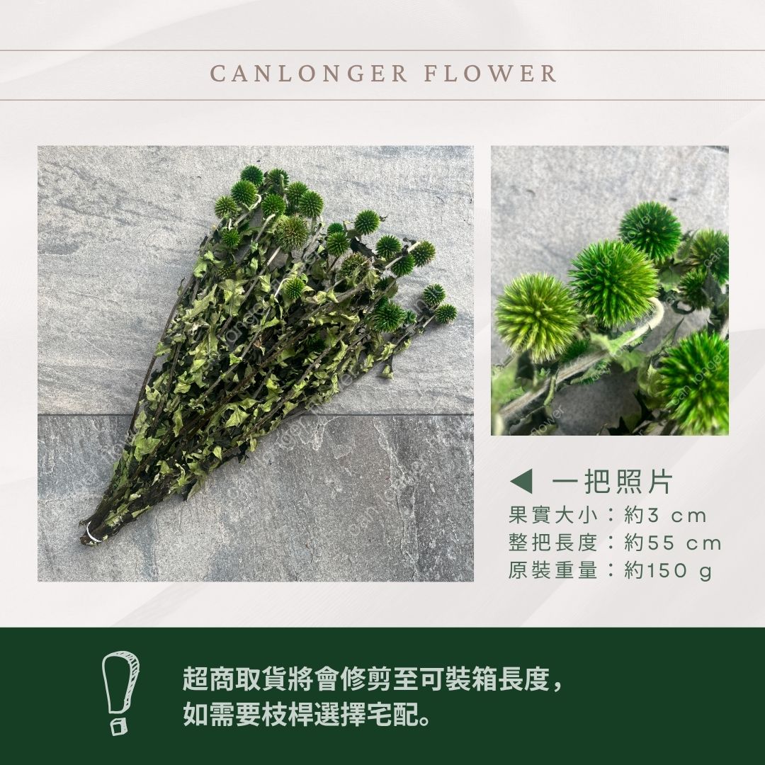 PA044 山防風 藍星球 永生 原裝 台灣現貨