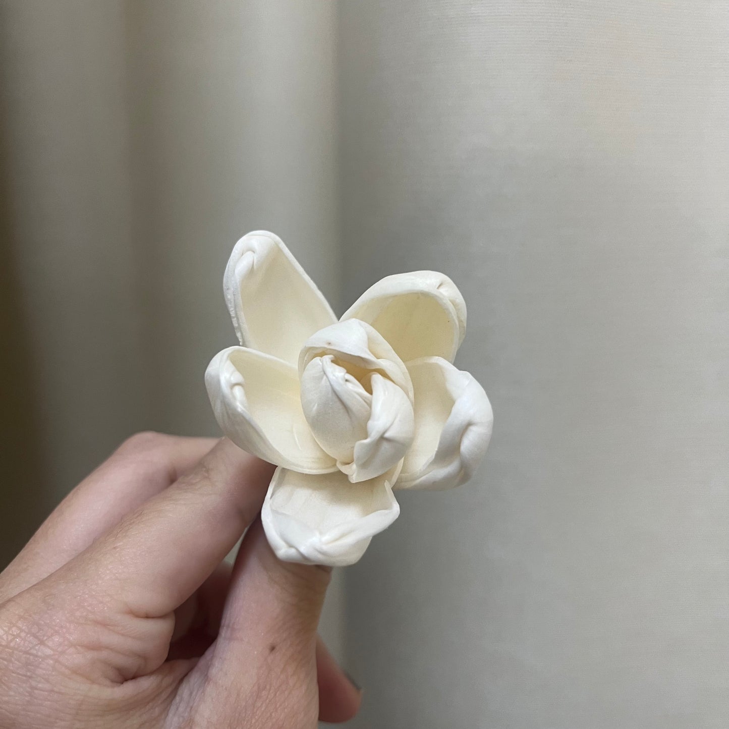 ✿ 台灣現貨 ✿ S-Y 索拉花 4CM 通草花 擴香花
