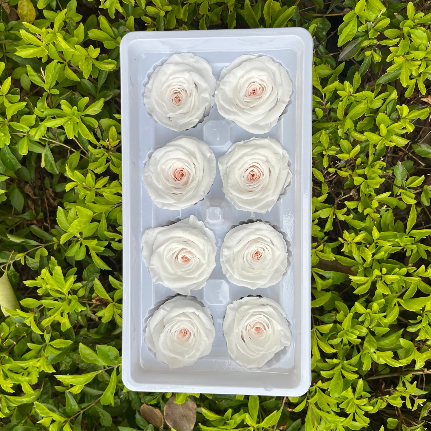 R08 八輪玫瑰