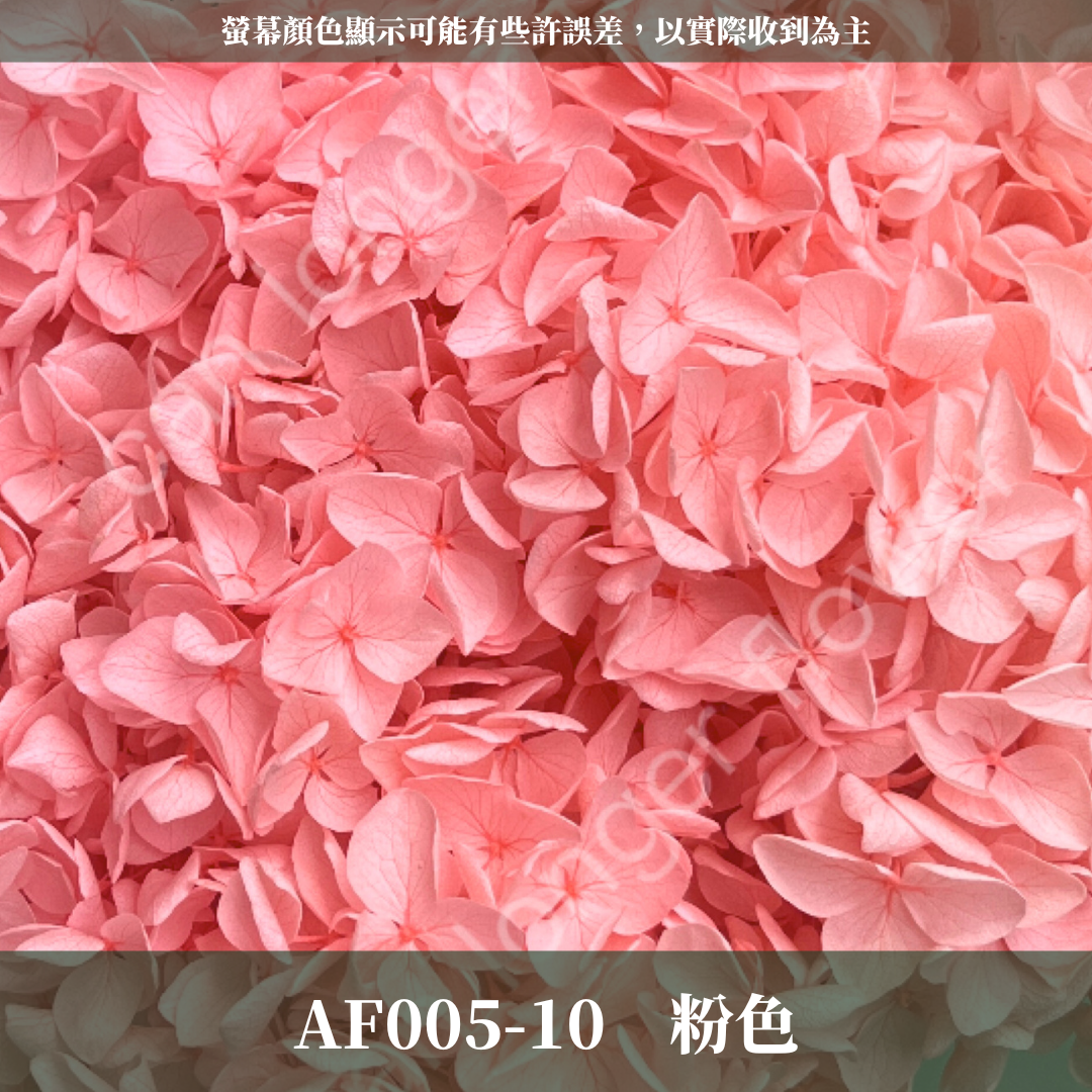 PF005-S 安娜繡球(約10克）盒裝 繡球 紫陽花 台灣現貨