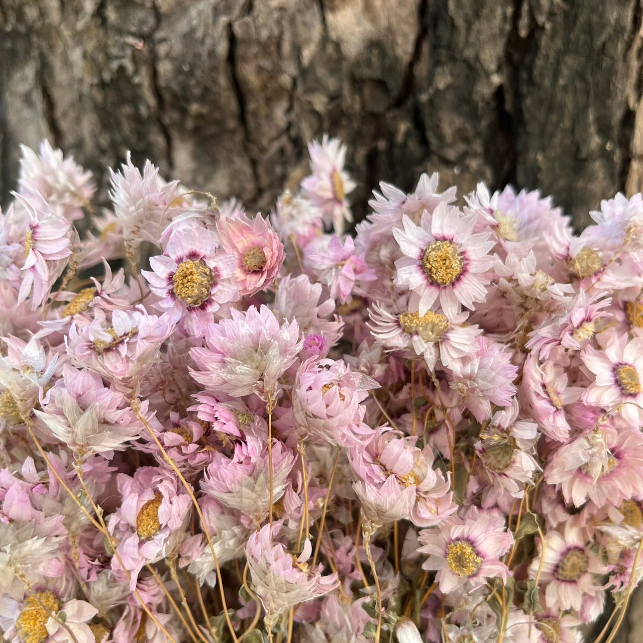 【台灣現貨】DA018羅丹斯 小雛菊 魯丹鳥 乾燥 原裝/小份量 點綴花材 菊花 花束 室內裝飾 DIY