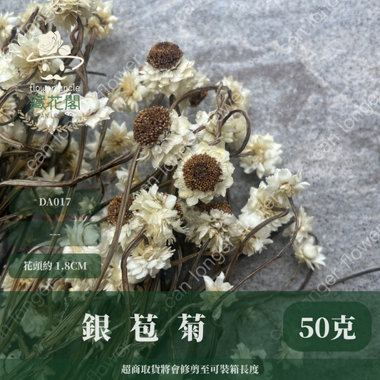 ✿ 台灣現貨 ✿ DA017 銀苞菊 洋甘菊