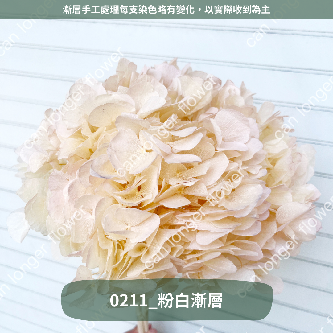 ✿ 台灣現貨 ✿  PF005B大葉繡球