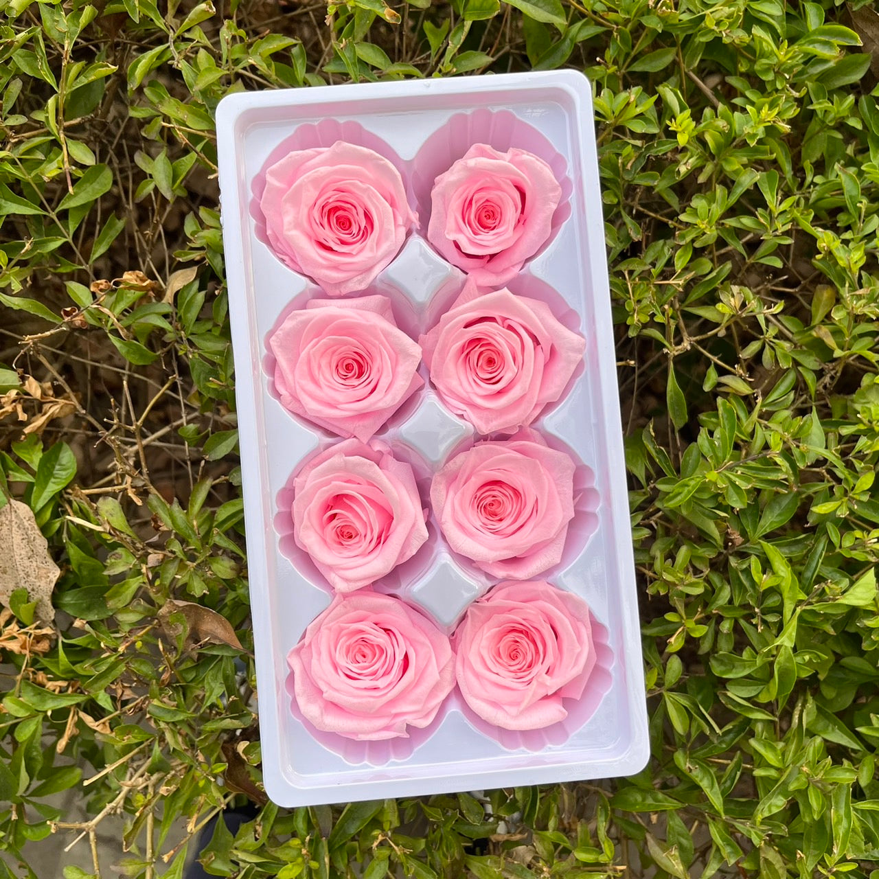 ✿ 台灣現貨 ✿ R08 永生玫瑰 4-5cm 原裝 8朵裝 永生花