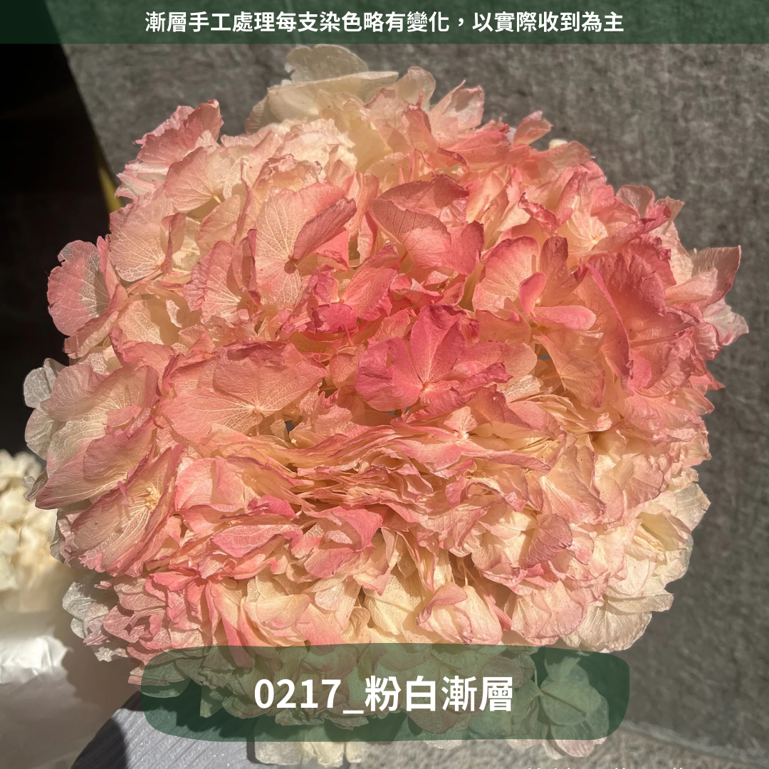 ✿ 台灣現貨 ✿  PF005B大葉繡球