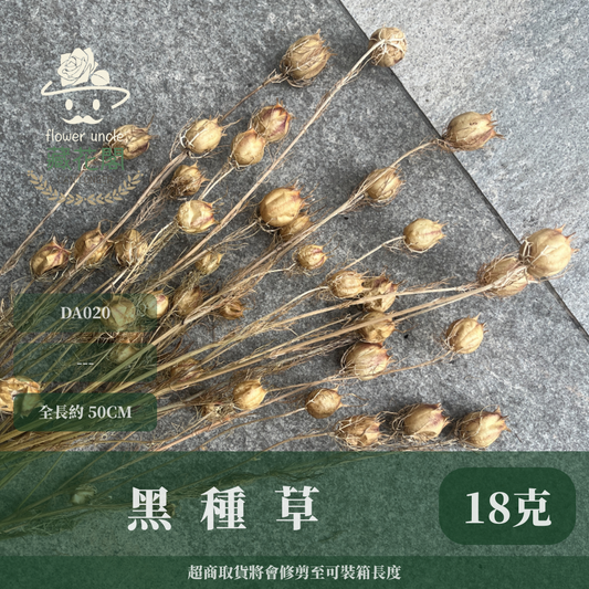 ✿ 台灣現貨 ✿ DA020 黑種草 乾燥 原裝